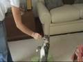 Os segredos dos gatos