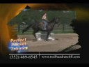 Perfect Pocket Trainer Pole Bending Barrel Racing Perfect Pocket Trainer Pole Bending Barrel Racing