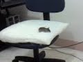 Ratatouille
