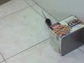 Ratatouille