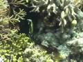 videos de Human impacts on coral reefs