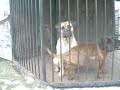 Bullmastiff + Bavarian Scenthound