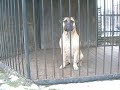Bullmastiff + Bavarian Scenthound