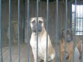 Bullmastiff + Bavarian Scenthound