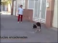 Con estos dos vídeos últimos descansamos unos días... nos vamos de vacaciones con todas nuestras perritas.Los ejercicios que aparecen en este vídeo son bastante complicados de moldear, después de un largo tiempo trabajando en ellos hoy podemos presentarlos prácticamente terminados.Ya queda menos para el vídeo número 100 que, por supuesto, será muy especial.Gracias por visitarnos.