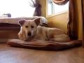 videos de World's most boring dog