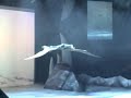 Walking With Dinosaurs-Ornithocheirus Walking With Dinosaurs-Ornithocheirus