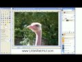 GIMP tutorials photo editing - Background Removal