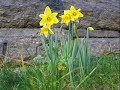 Daffodil
