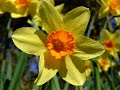 Daffodil Lament - The Cranberries