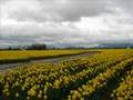 Daffodil Lament - The Cranberries