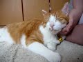 たまちゃんのスピリチアル タイム