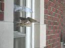 harvard-birdfeeder.html