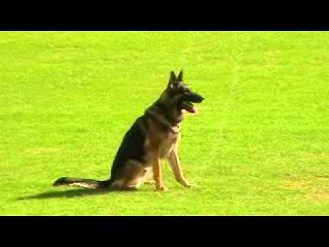 WUSV 2010, B-100|WUSV 2010 SEVILLA <br/><br/>B 100
