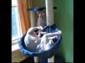 Sphynx -  Muty II.
