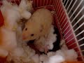 You have see the cow reverse to teach sense?hamster You have see the cow reverse to teach sense?hamster