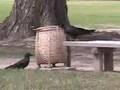 Smart-Crows-possibly