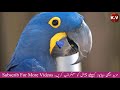 10 Most Expensive Animals In The World | Dunya k Mehnge Tareen Janwar | Konsh Valley