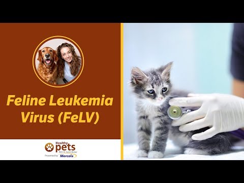 Dr. Becker Talks About Feline Leukemia Virus (FeLV)