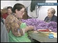 Azafrán - A la Mancha manchega ....