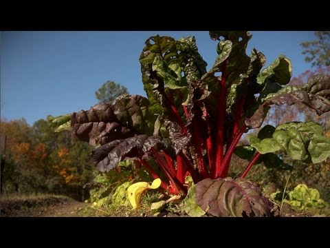 how to harvest swiss chard from your garden