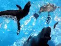 Golfinhos e Focas