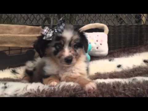 Blue merle, Mini Aussie puppy