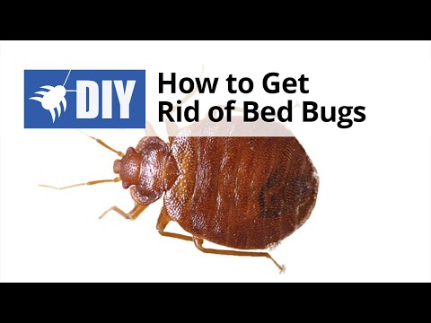 how to treat bed bugs on your own