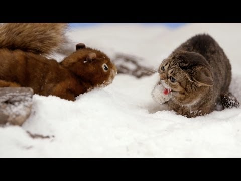 Your Kitty Fix For Today