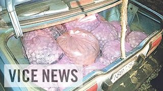 ドラッグ ウミガメ 人殺し(2)コスタリカ沿岸に渦巻く欲望
