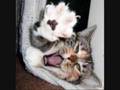 Cat Scrach Fever