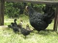 Baby Chicks Baby Chicks