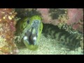 Malaysia Video