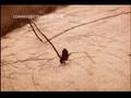 The Last Flea Circus