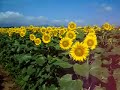 Sunflower field