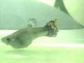 Parto de Guppy II