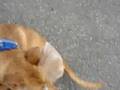 Male Pitbull that was hit by car