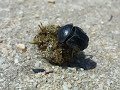 Lo Scarabaeus semipunctatus e la sua palla di sterco 1