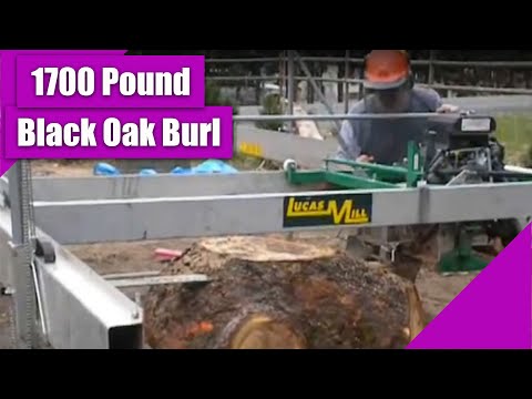 how to harvest tree burls