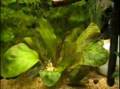 puffer fish (tetraodon biocellatus)pesce palla