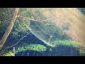 柿田川公園　龍神様いるだね。