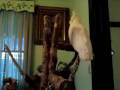 Headbanging Cockatoo