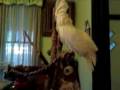 Headbanging Cockatoo