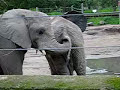 Elephant Eats Poop