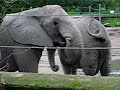 Elephant Eats Poop