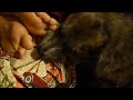 Pet-i-cure