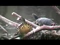 Yellow Belly Turtle - Greenfield Lake Eco Tours-