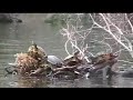 Yellow Belly Turtle - Greenfield Lake Eco Tours-