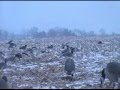 goose hunting
