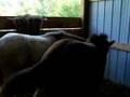 Our New Baby Clydesdale and Percheron Fillies